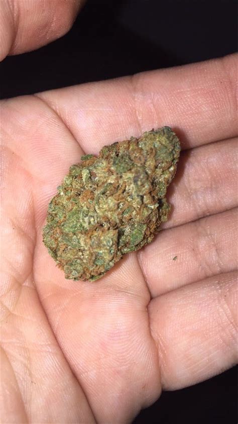 Rollex OG Kush Weed Strain Review and Information 